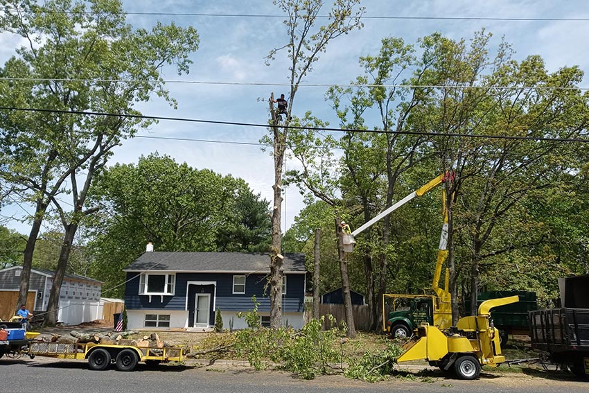 Tree Removal