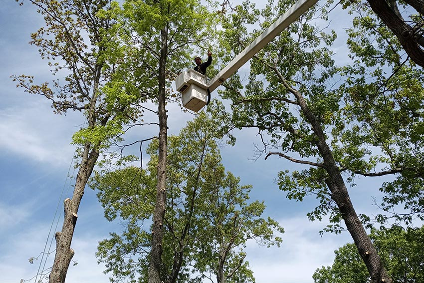 Tree Trimming NJ
